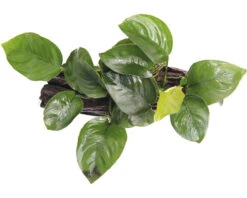 DENNERLE Dwergspeerblad Rond - Anubias Barteri
