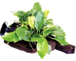 DENNERLE Dwergspeerblad - Anubias Nana