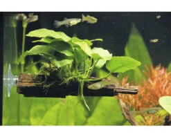 DENNERLE Dwergspeerblad - Anubias Nana -Huisdierenaquarium Winkel DV 8 8635017 02 4c DE 20230131164658