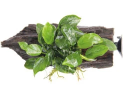 DENNERLE Dwergspeerblad - Anubias Nana -Huisdierenaquarium Winkel DV 8 8635017 04 4c DE 20230201174653