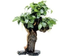 DENNERLE Mbuna Met Dwergspeerblad - Mbuna Met Anubias Barteri Var. Nana Large