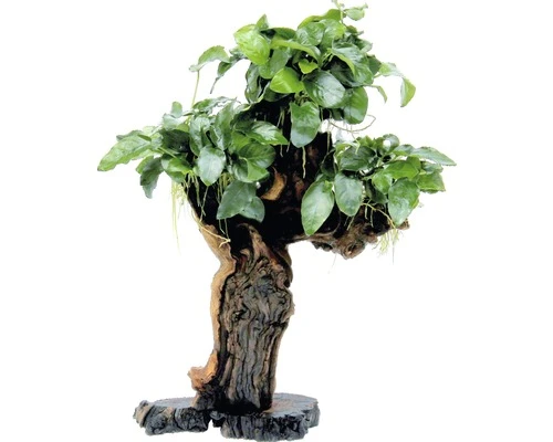 DENNERLE Mbuna Met Dwergspeerblad - Mbuna Met Anubias Barteri Var. Nana Large 1 DENNERLE Mbuna Met Dwergspeerblad - Mbuna Met Anubias Barteri Var. Nana Large