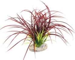 Aquariumplant Fan Grass Hoogte Ca. 30 Cm