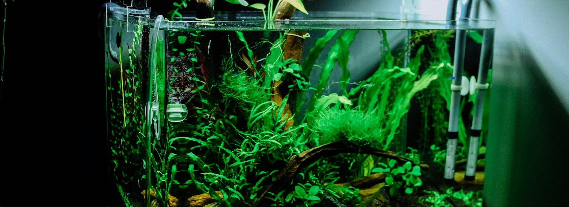 Huisdierenaquarium Winkel -Huisdierenaquarium Winkel huy phan LWxQJFgpyo unsplash